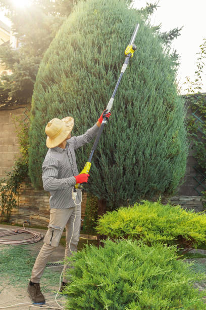 Professional Tree Removal and Landscaping Services in Mercedes, TX